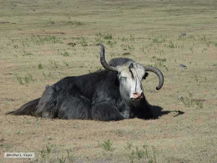Yak, Terelj, Mongolia