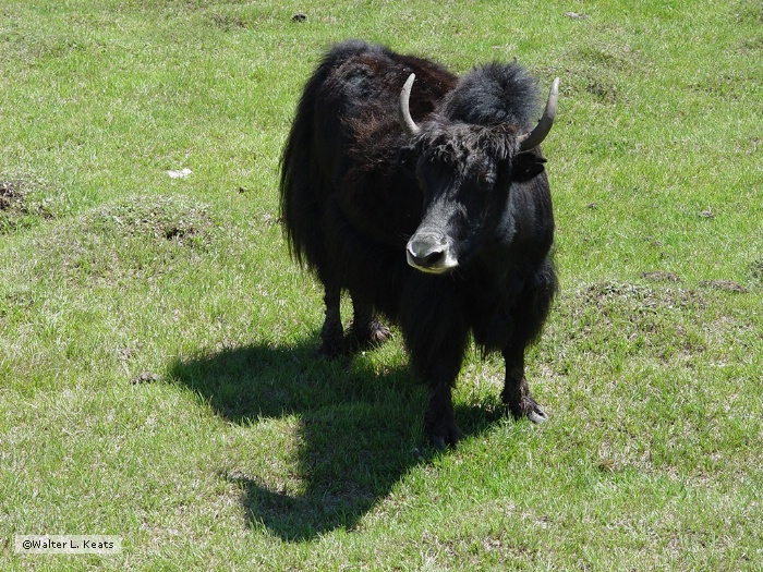 Yak, Terelj, Mongolia